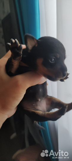 Той-терьер щенки