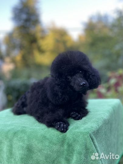 Пудель той тикап