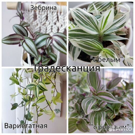 Комнатные цветы черенки