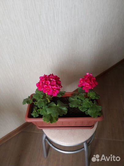 Пеларгония герань
