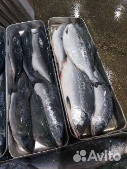 Горбуша с головой 2023 год