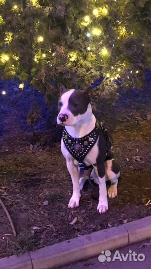 Питбультерьер