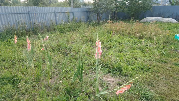 Дача 18 м² на участке 4 сот.