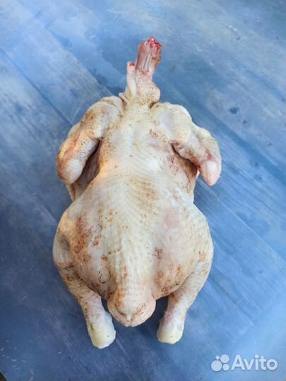 Цыплята бройлеры мясо