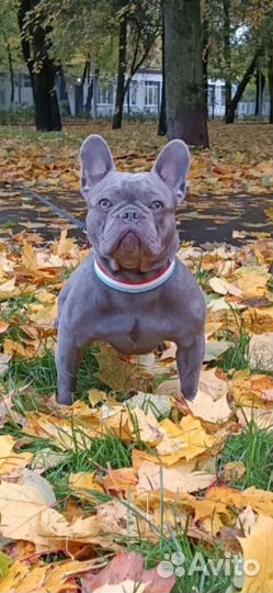 Франзуский бульдог лиловый вязка