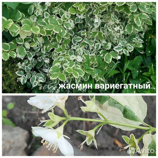 Цветы саженцы магония калина рябина каштан жасмин