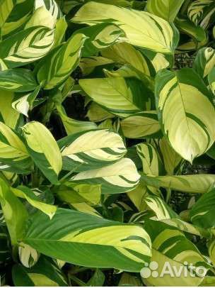 Ктенанта Лубберса(Ctenanthe lubbersiana)