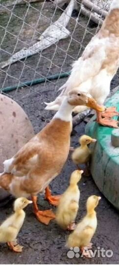 Цыплята утята