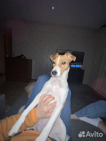 Персен-Рассел Терьер (джек-рассл)