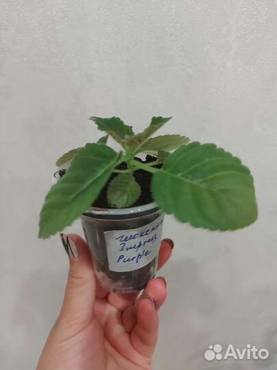 Глоксиния Импресс Парпл