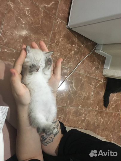 Зооняня,зоотакси,догситтер,кэтситтер