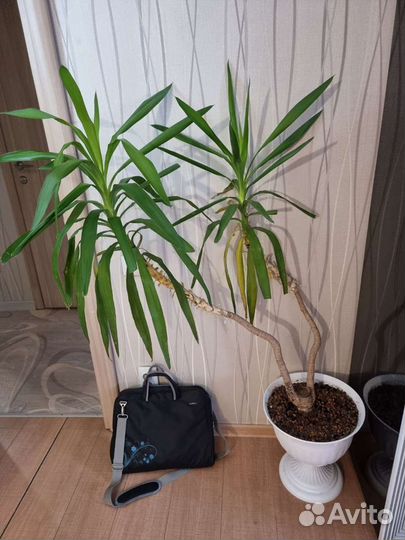 Пальма юкка