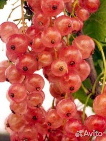 Саженцы смородины :Экзотика, Ядреная, Лентяй и др