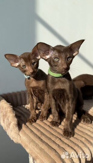 Ориентальные котята