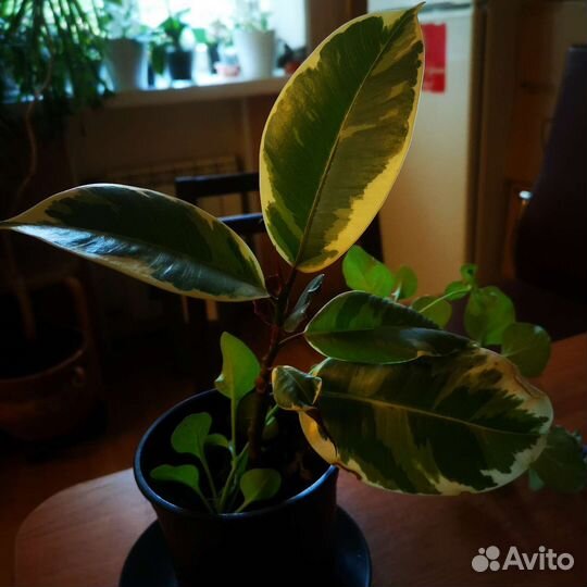 Аглаонема, фикусы