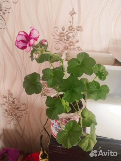 Герань пеларгония плющелистная