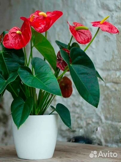 Грунт для антуриума и спатифиллума, ароидных