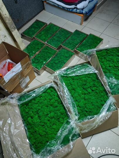 Стабилизированный мох ягель. кочки. Арт203, от