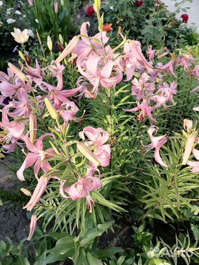 Цветы на срез