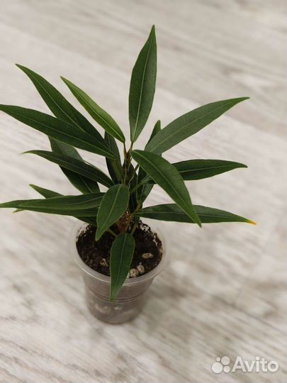 Фикус де гантель, нериифолия