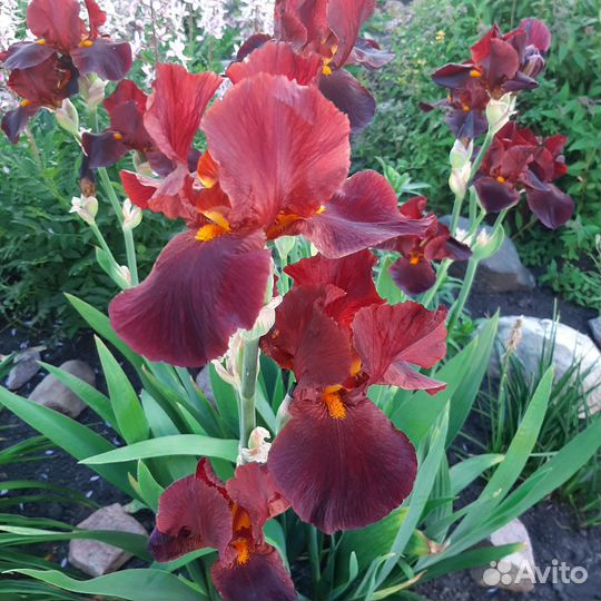 Ирисы бородатые