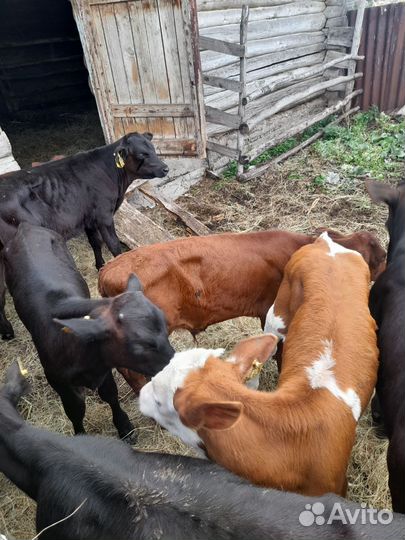 Бычки-телочки симинталки