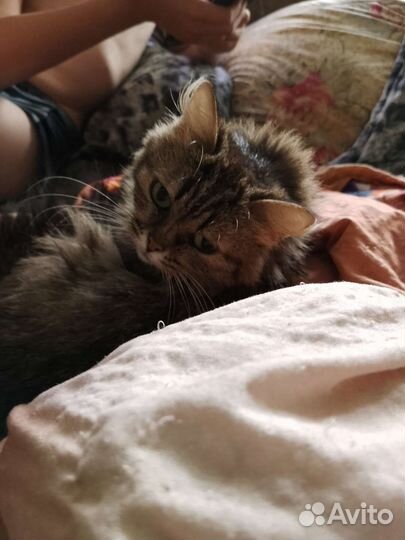 Сибирская кошка