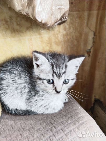 Милые котятки