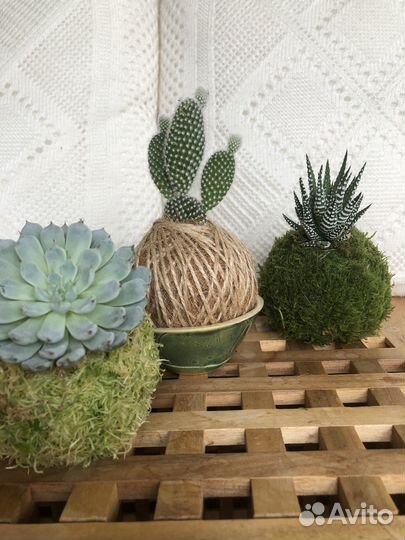 Суккуленты в Kokedama