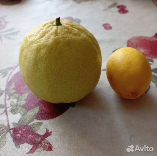 Лимонное дерево