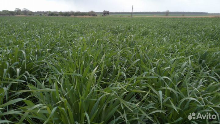 Семена озимого ячменя двурядныйурожайный Германия