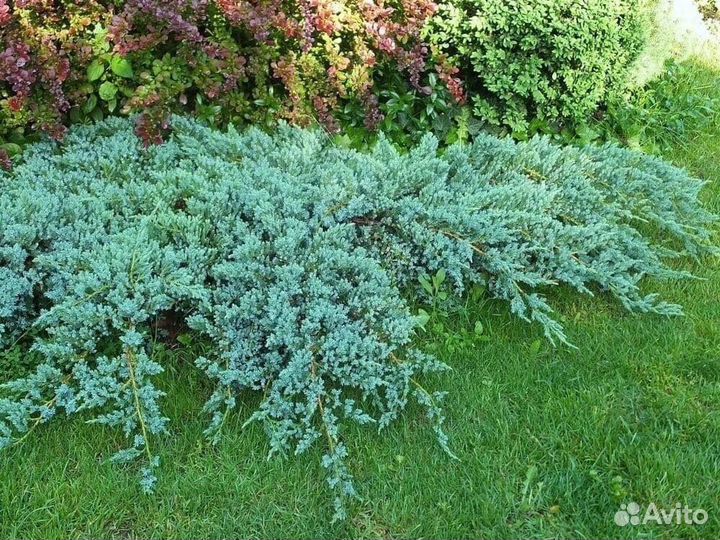 Можжевельник