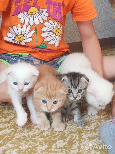 Шотландские вислоухие котята