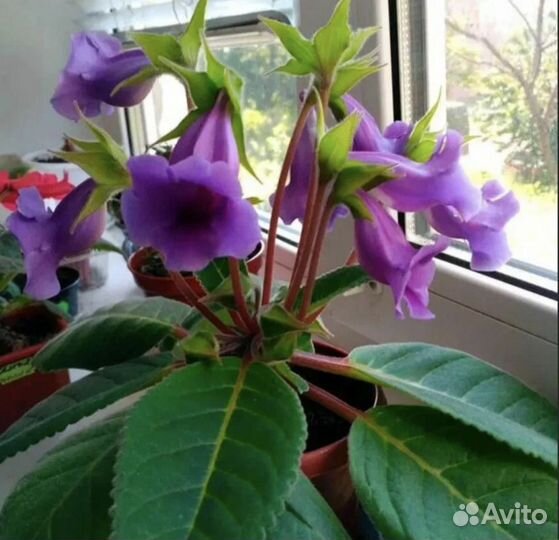 Глоксиния Тидея, фиолетовая, отростки