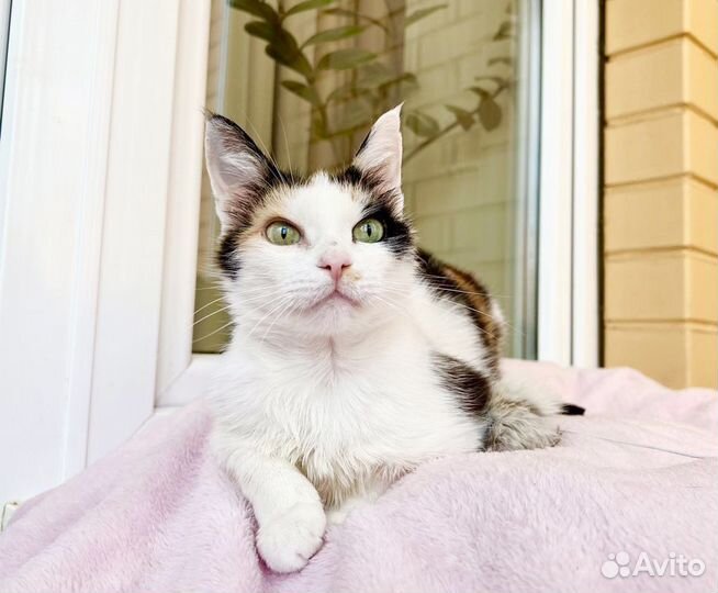 Печальная Кошка Сказка. В добрые руки