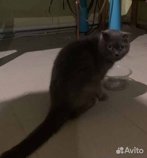 Шотландская кошечка даром