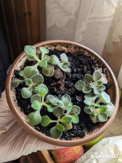 Аихризон дерево любви