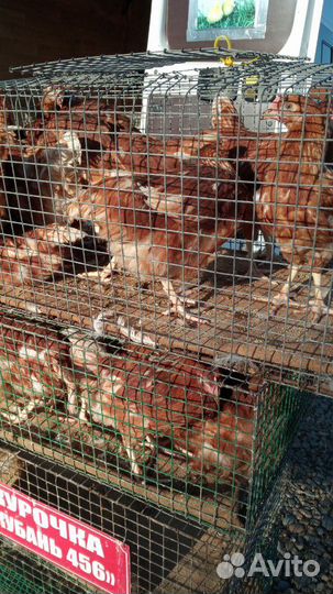 Несушка Хайсекс Браун, Доминант, Минорка