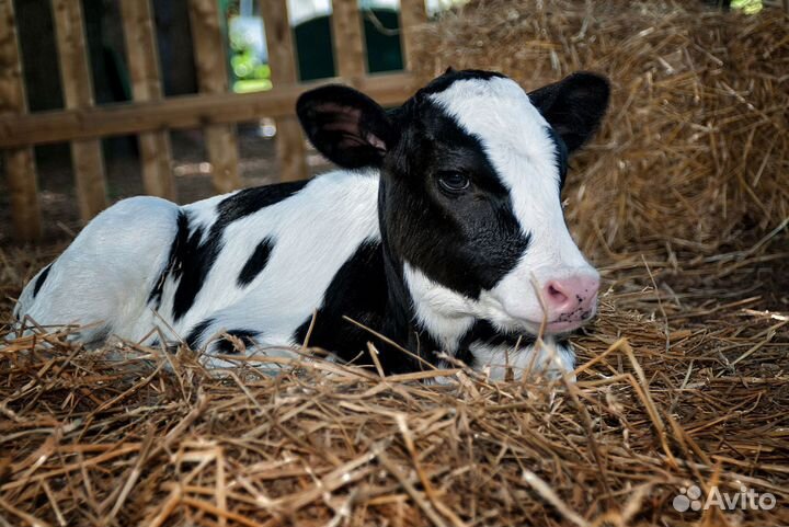 Телята для вашего хозяйства