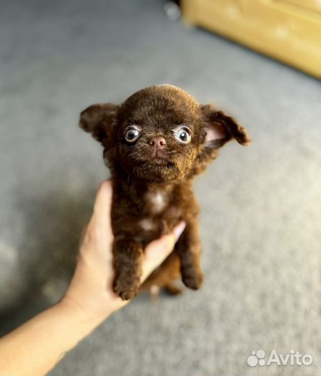 Малыши мини и супер мини