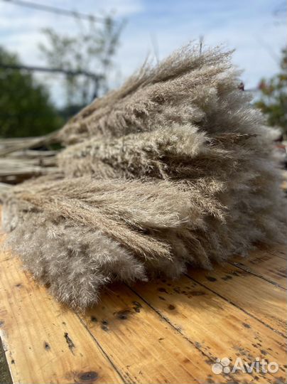 Пампасная трава Зернистый Пампас