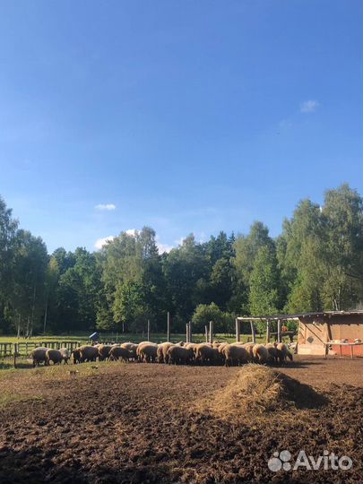 С/х животные