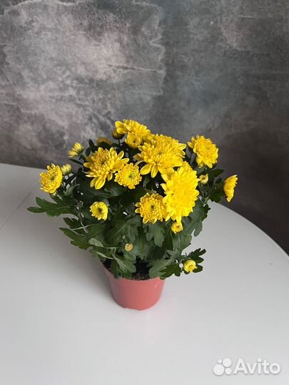Хризантема в горшке на 8 марта