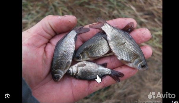 Живец карась, плотва