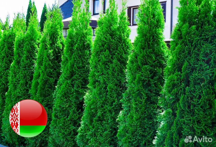 Туя Западная Колумна