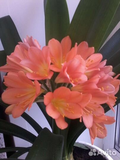 Кливия оранжевая