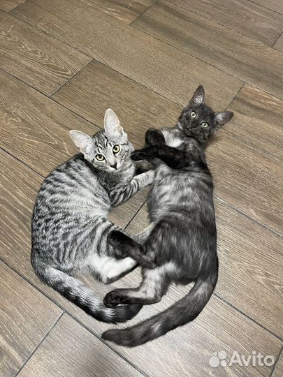 Кошка и кот 4 месяца