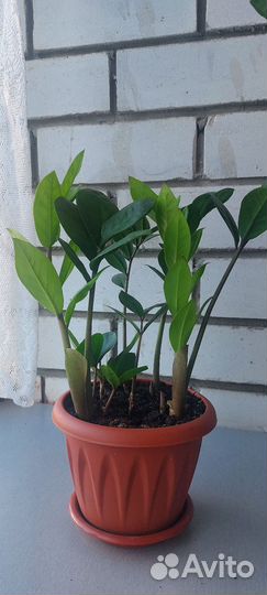 Замиокулькас