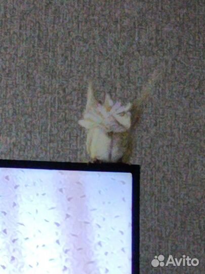 Попугай корелла девочка