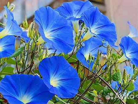 Ипомея небесная, голубая, крупная, 2022г